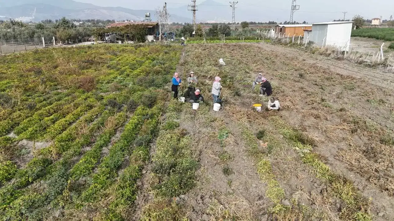 Hatay’da Yer Fıstığı Rekoltesi Yarı Yarıya Düşünce Fiyatlar Uçtu! 4